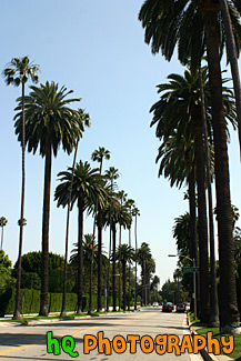 Palm Trees Leading to Sunset Blvd.