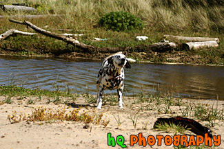 Barking Dalmation Dog