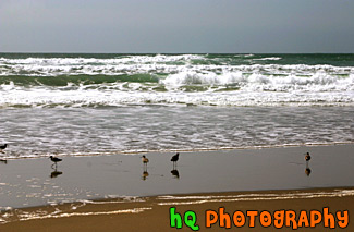 Waves & Seagulls by Pacific Ocean