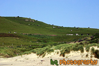 Cows on Coastal Green Hill