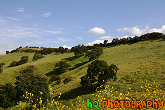 Green Hill & Yellow Wildflowers