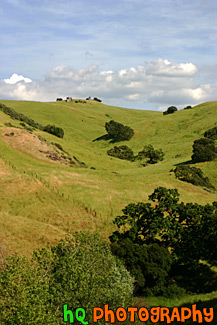 Green Hill & Trees