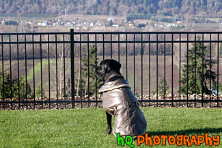 Dog Looking at View Through Fence