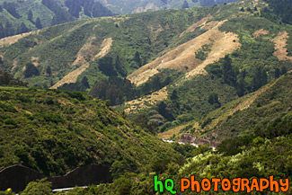 Close up of Golden Green Hills