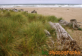 Grass, Drift Wood, & Beach