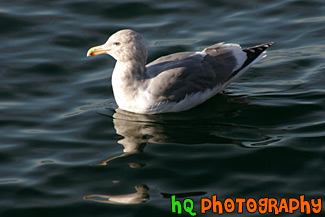 Seagull Swimming in Puget Sound