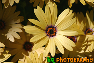 Yellow Flower & Orange Center