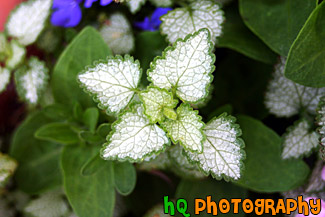 Close up of a White Leaf with Green Trim