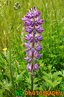 Tall Purple Wildflower