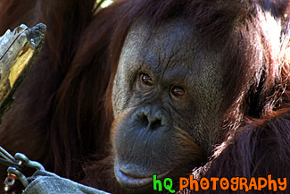 Orangutan Close Up