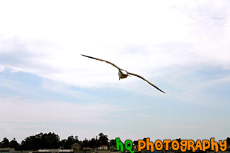 Seagull Flying