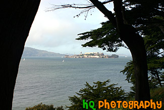 Alcatraz Between Trees