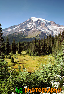 Flowers, Field, & Mount Rainier