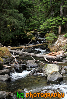 Scenic Creek in Forest