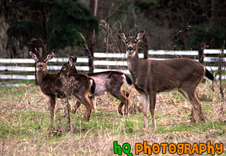 Close up of Three Deer