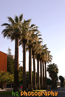 Row of Palm Trees in San Jose