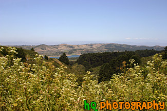 Bay Area Landscape Scene