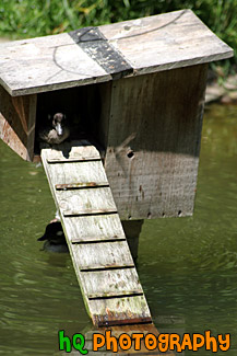 Duck in a Duck House