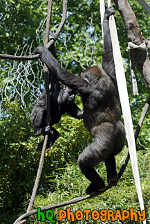 Two Climbing Gorillas