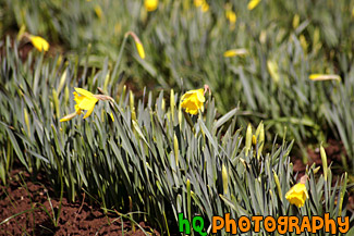 Close up of Yellow Daffodils