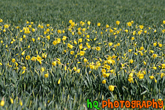 Daffodils in Farm Field