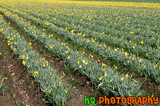 Rows of Farm Crop with Daffodils