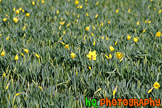 Daffodil Flowers Close Up