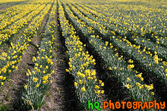 Rows of Daffodils