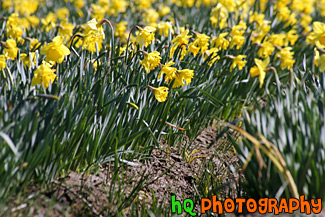 Close up of Daffodils on a Farm