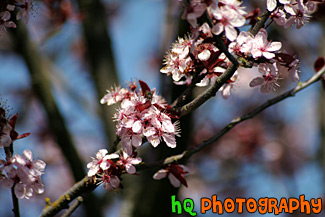 Close up of Spring Flowers in Bloom on Tree