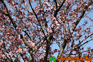 Spring Tree in Blossom