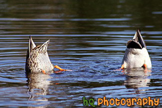 Two Ducks Diving Under Water