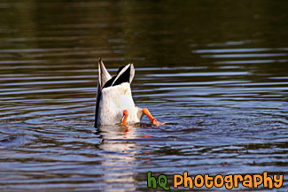 Upside Down Duck Searching for Food