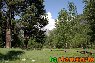 Landscape Trees & Fence in Yosemite