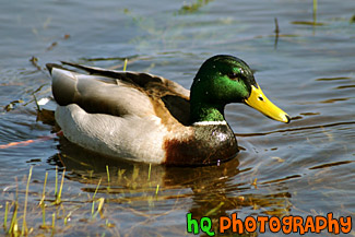 Duck Sitting in Lake