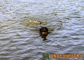 Black Lab Swimming