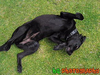 Black Lab Rolling Over on Back