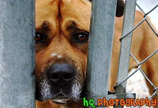 Close Up of a Dog's Face