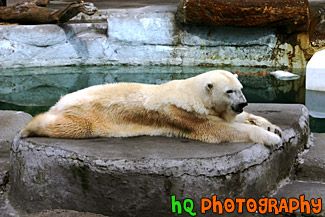 Polar Bear