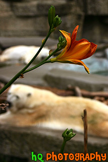 Red Flower With Bear in Background