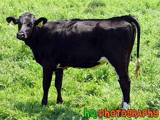 Black Cow