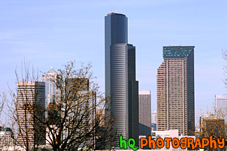 Tree & Seattle Skyscrapers