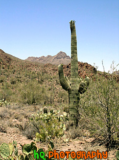 Cactus Tree