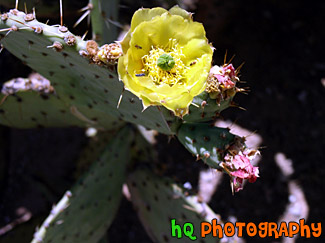 Cactus Flower in Arizona