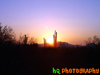 Arizona Sunset