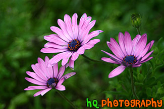 Three Purple Flowers
