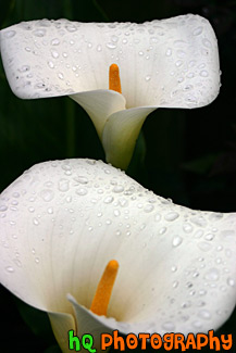 Close Up of White Arum Lily Flowers