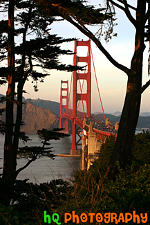 Golden Gate Bridge Through Trees