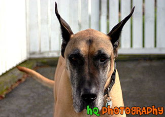 Great Dane Looking Into Camera