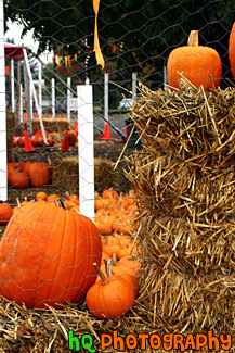 Pumpkins on Hay